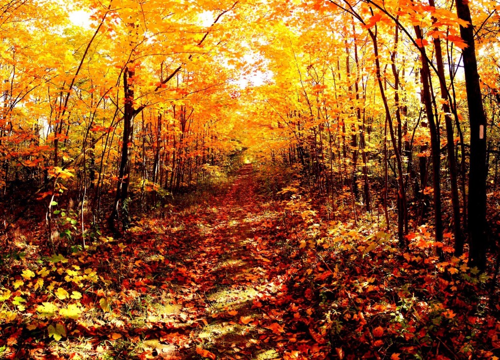 Autumn