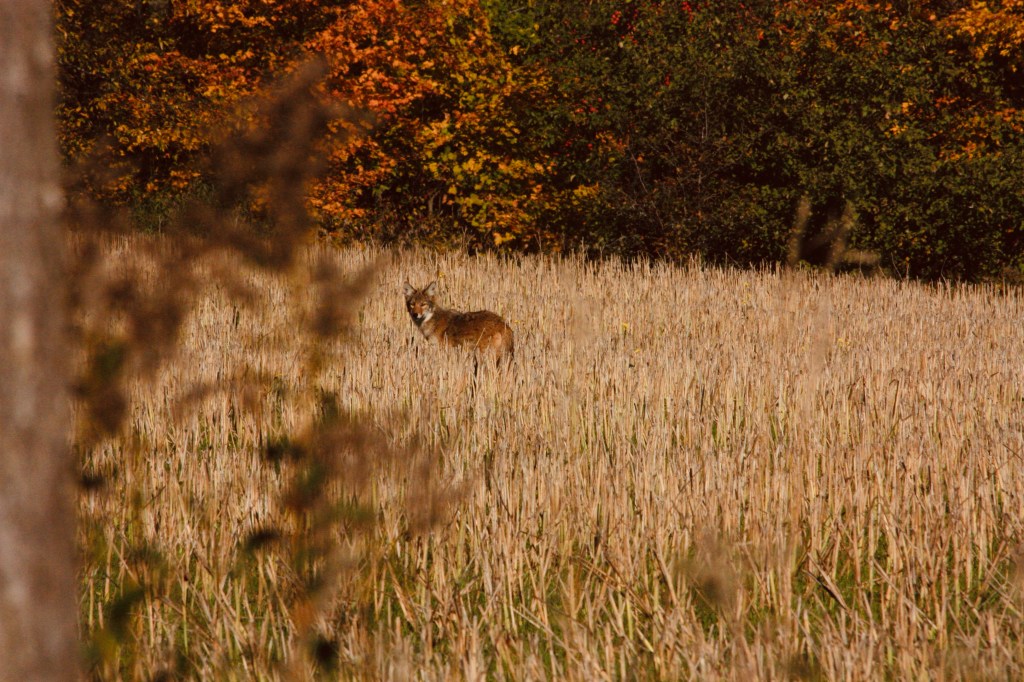 Coyote