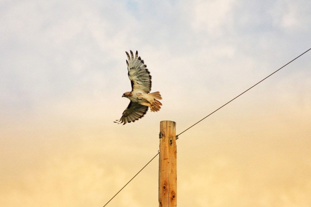 Hawk