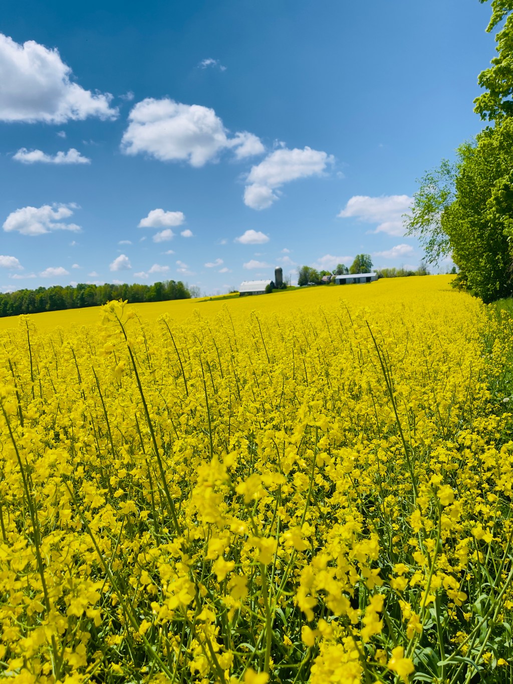 Canola Fields