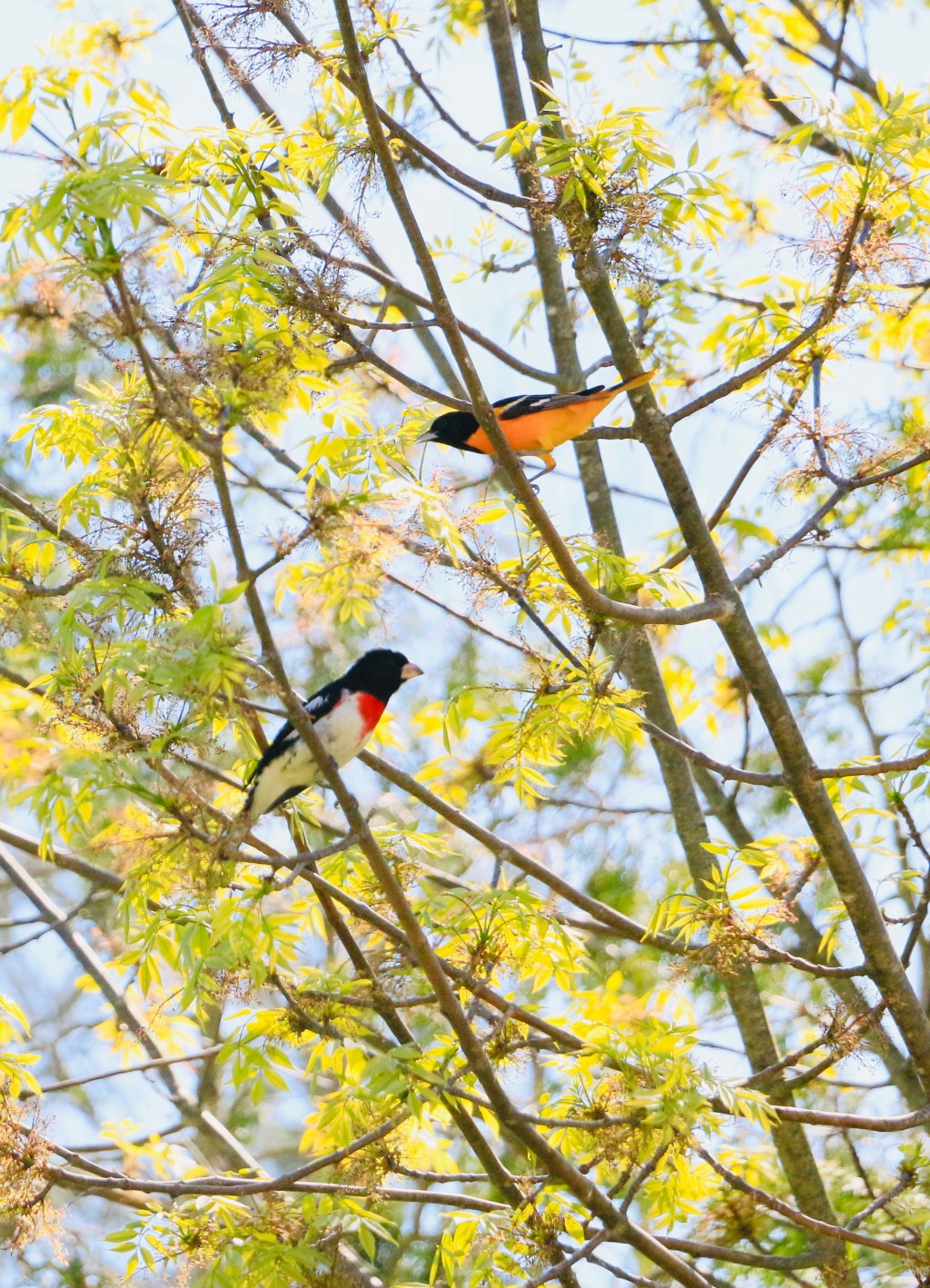 Oriole