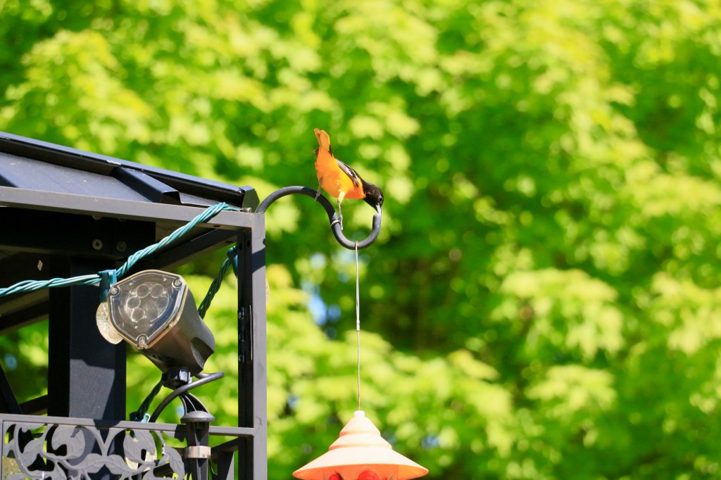 Oriole