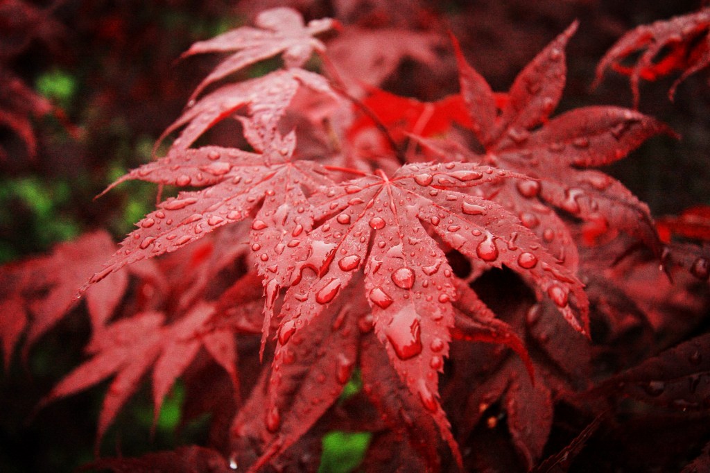 Macro Waterdrops