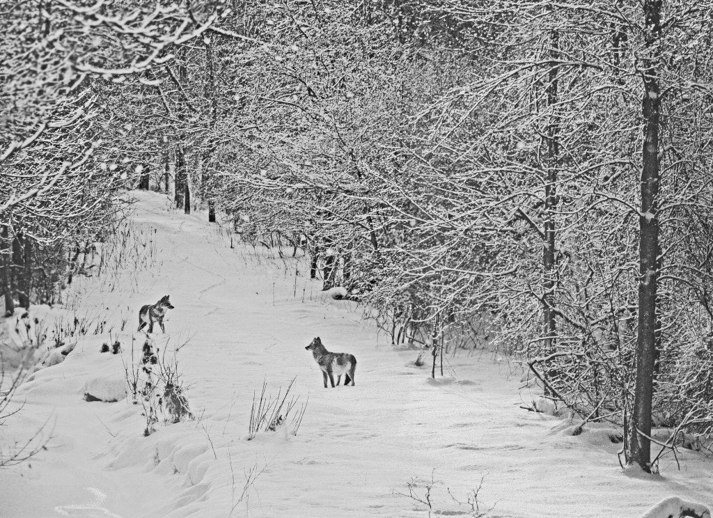 Coyotes