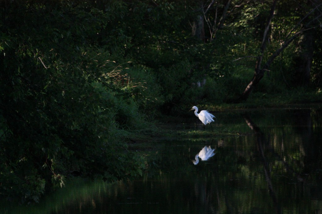 Great White Egrets
