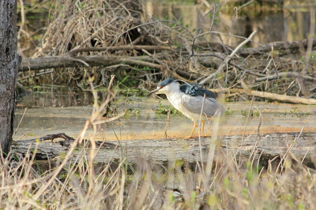 Heron
