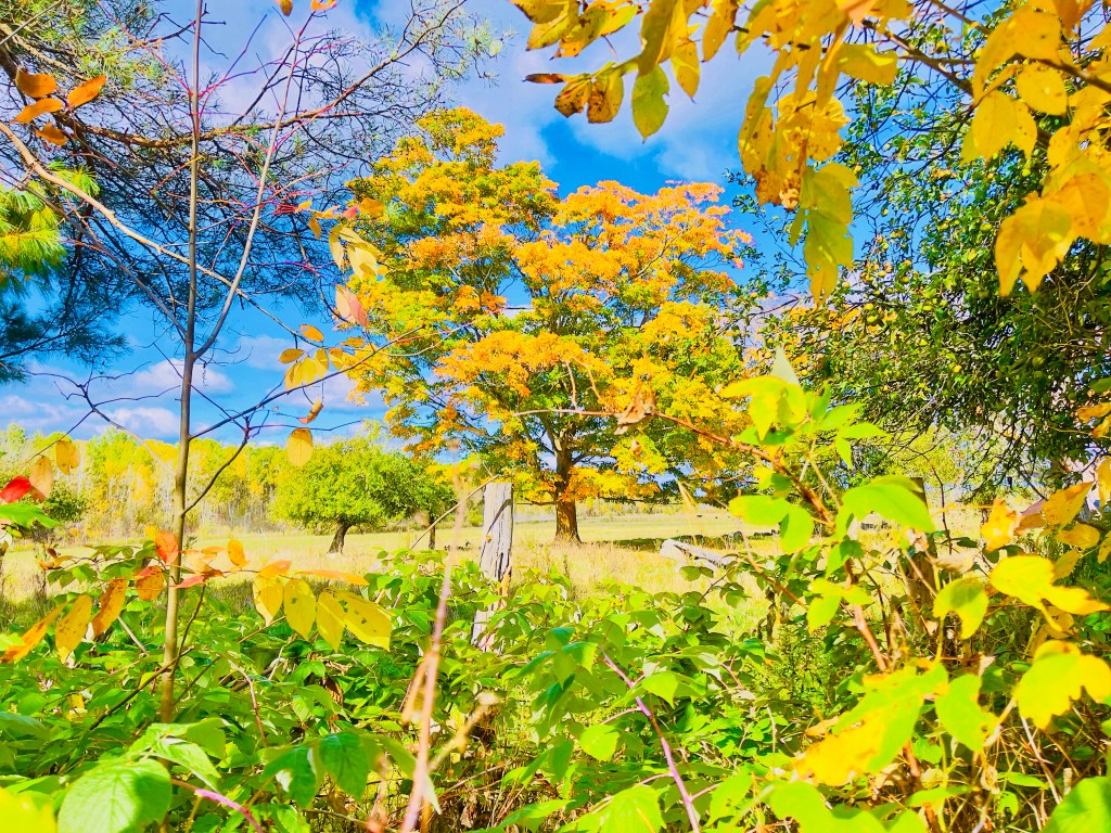 Autumn