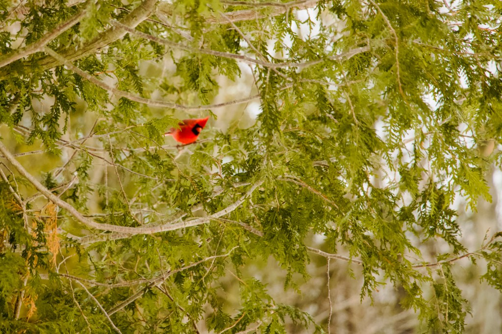 Cardinal