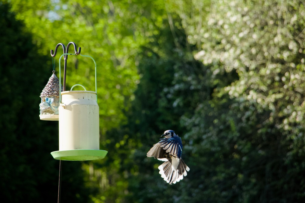 Blue jay &&nbsp;Cardinal