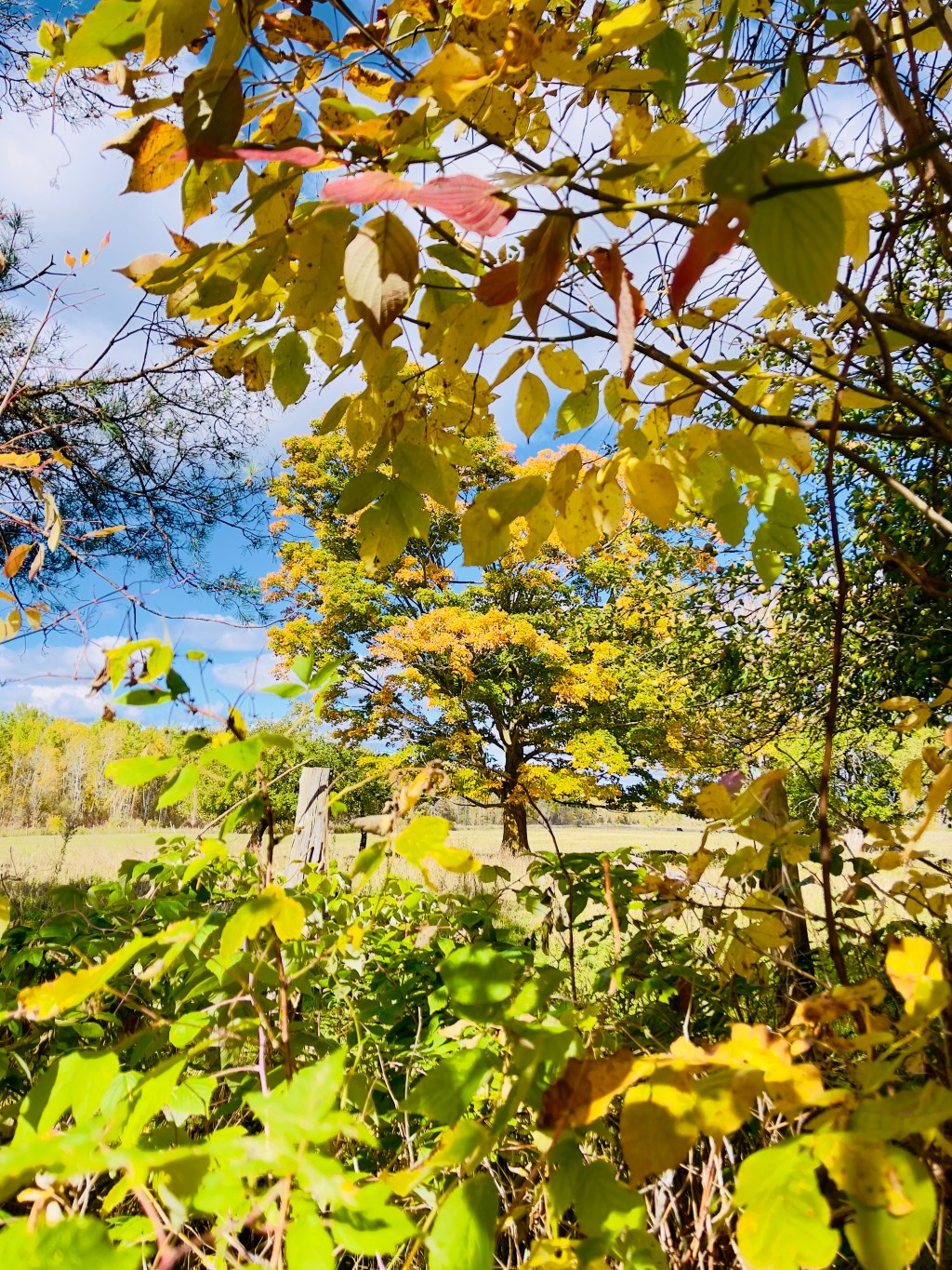 Autumn Leafs