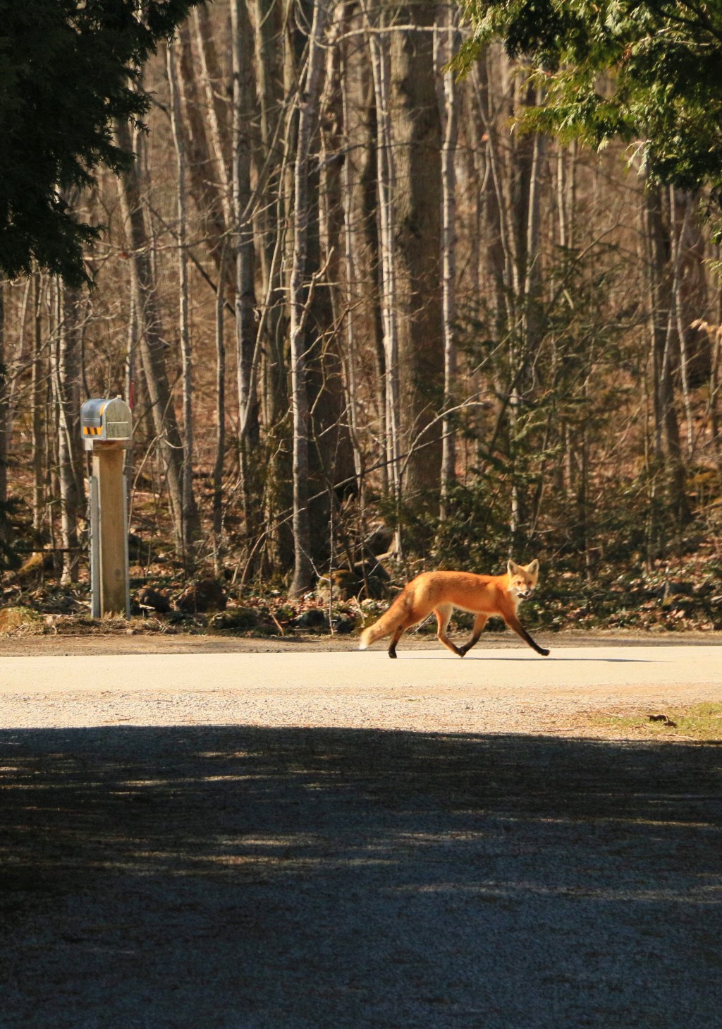 Wildlife Photography