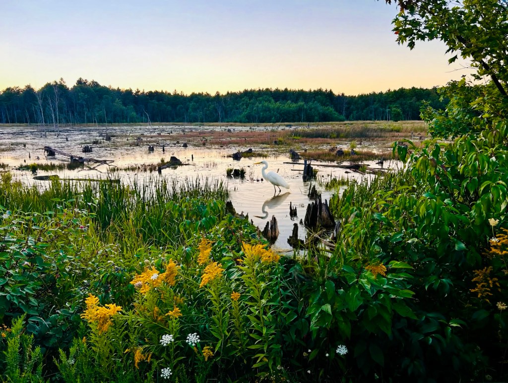 Shallow Lake