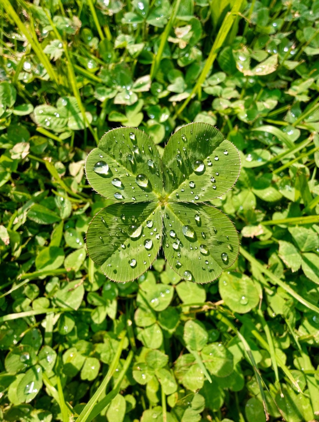 4 Leaf Clover