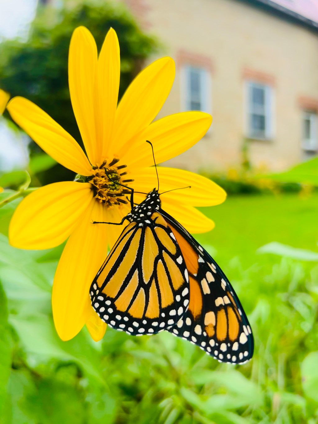 Monarch Butterfly