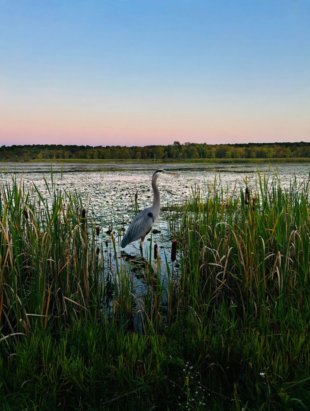 Blue Heron