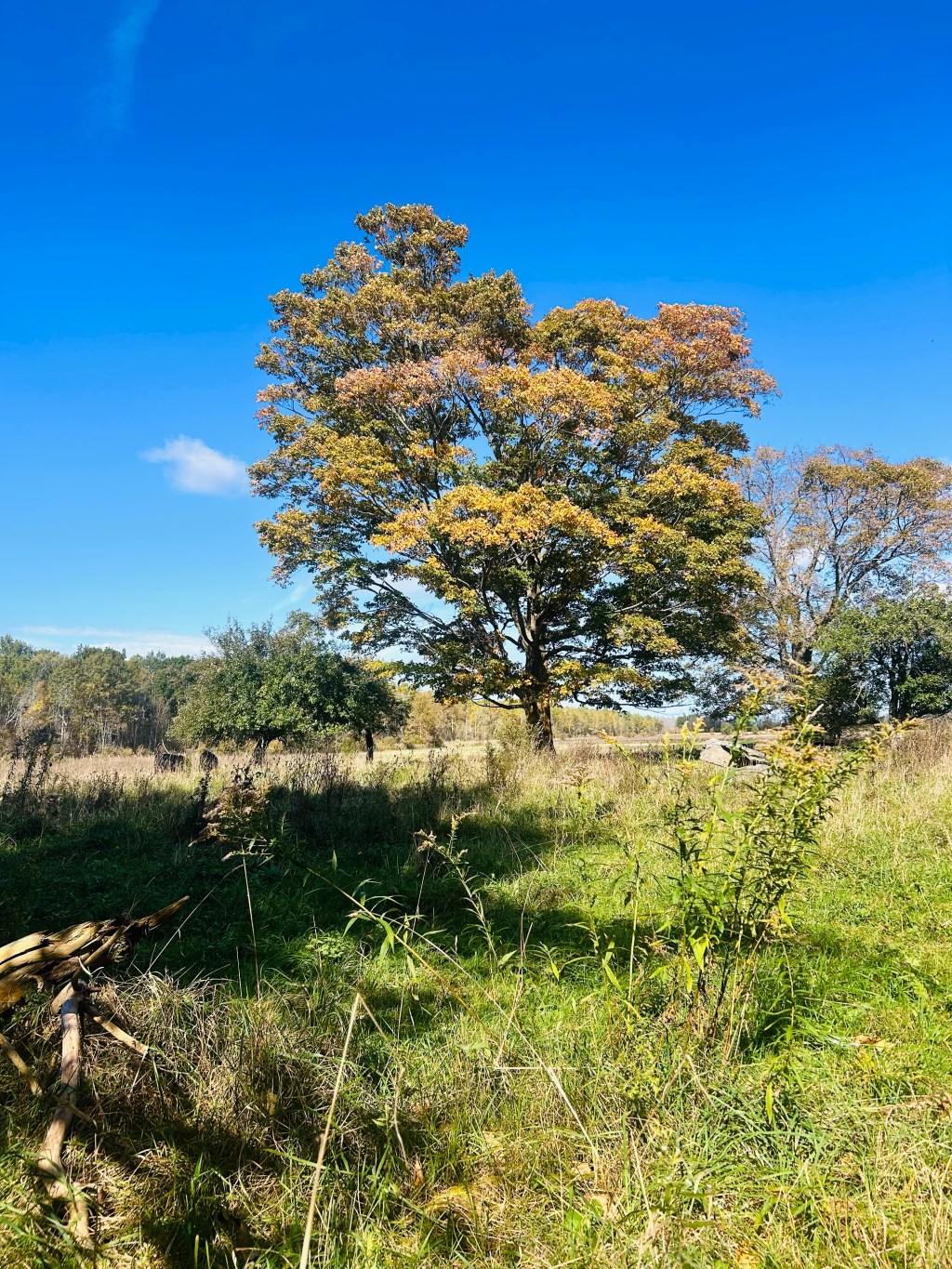 Autumn Tree