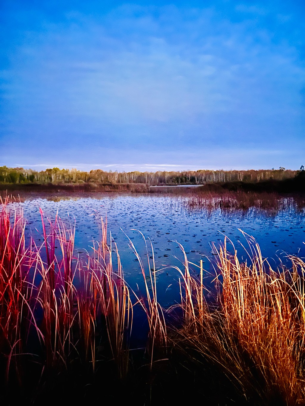 Swan @ Twilight